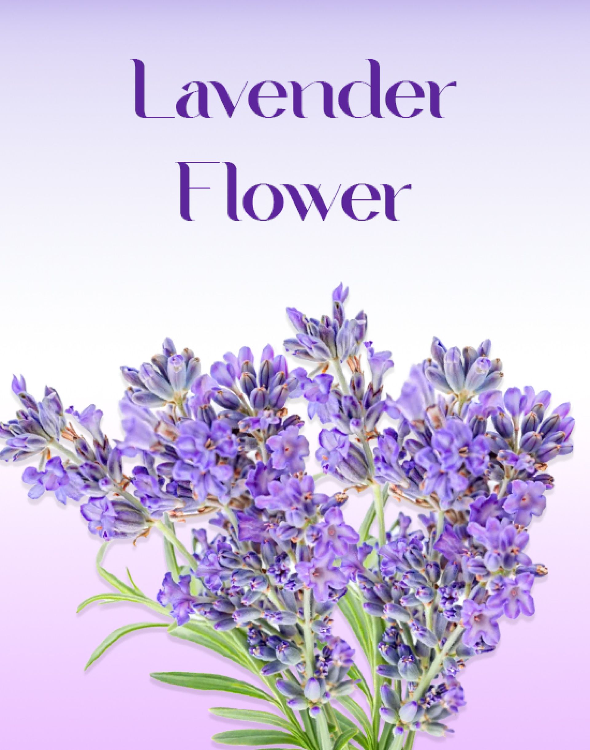 Lavender Flower