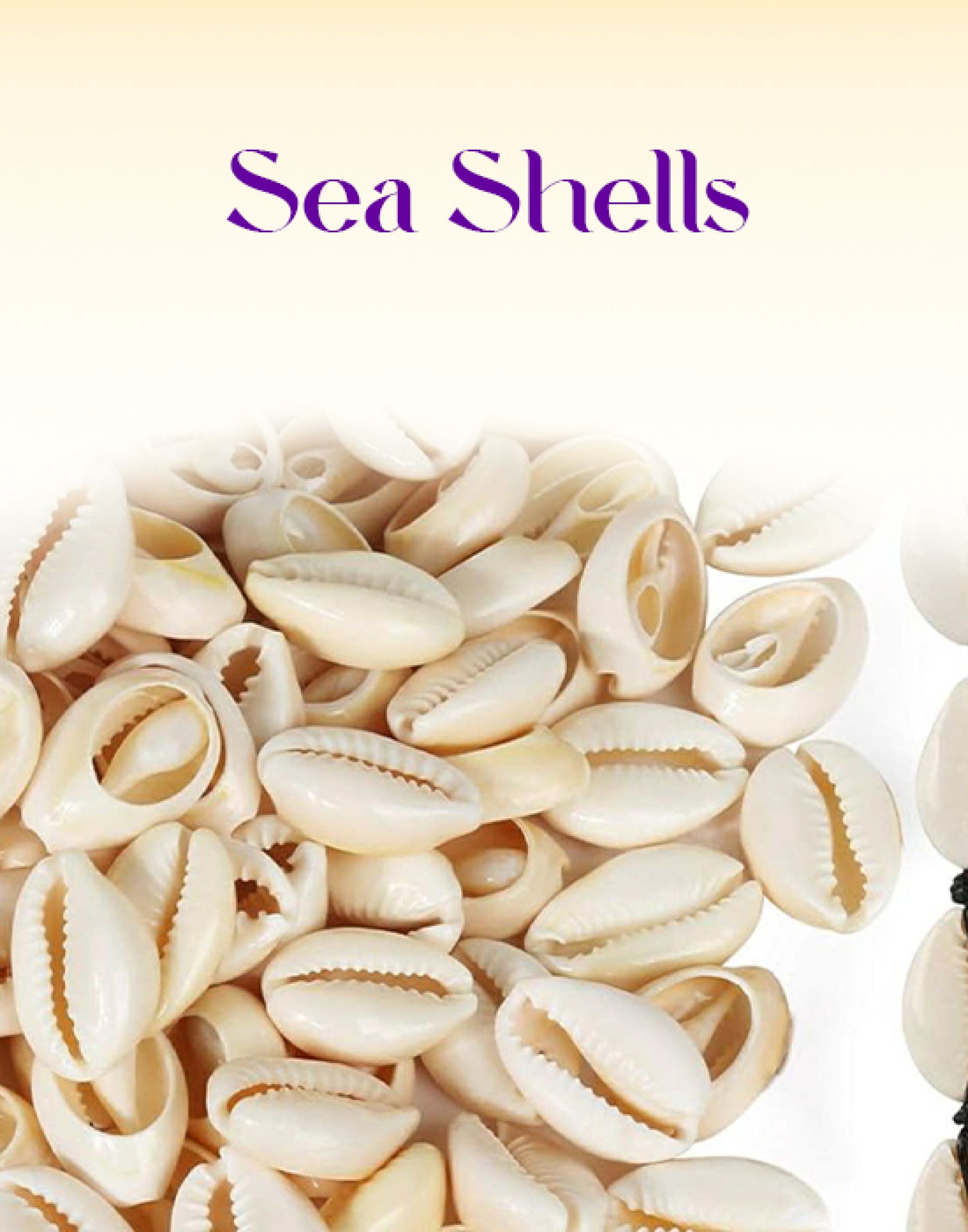Sea Shells (0.5 Inch)